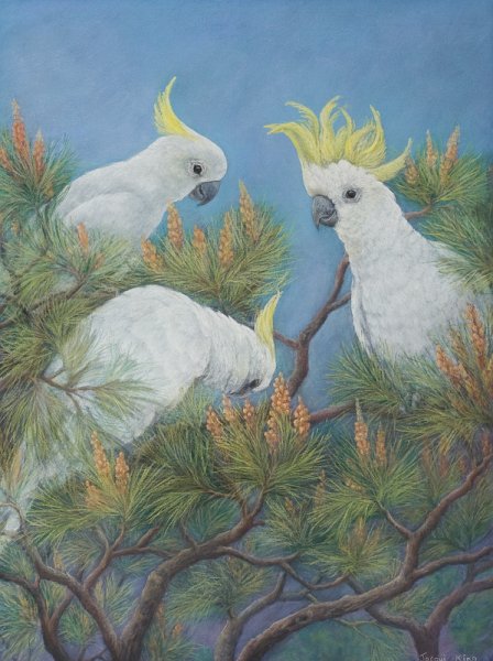 Cockies browsing.jpg